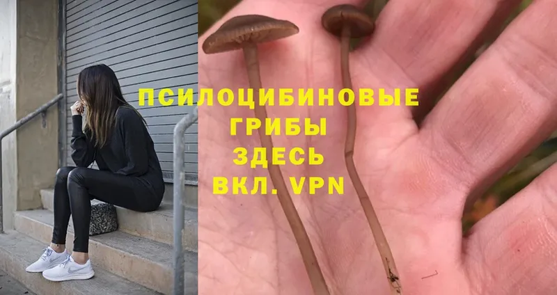 Псилоцибиновые грибы GOLDEN TEACHER  где можно купить   ОМГ ОМГ онион  Аткарск 